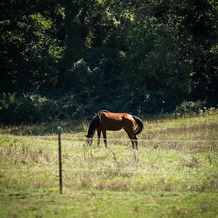 Poggio Delle Ginestre